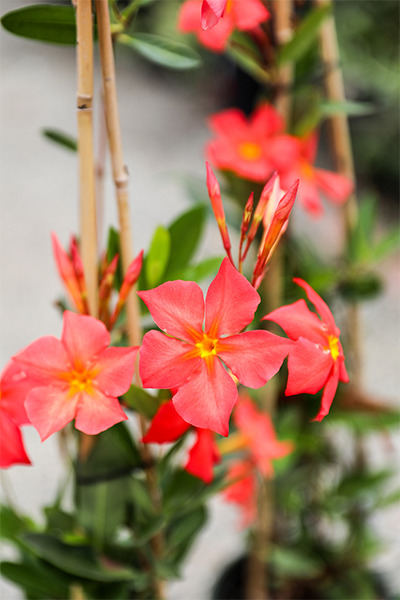 Mandevilla Fired Up Orange 1G