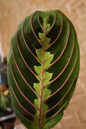 Maranta Red 4”