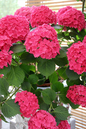 Martha’s Vineyard Hydrangea 2G