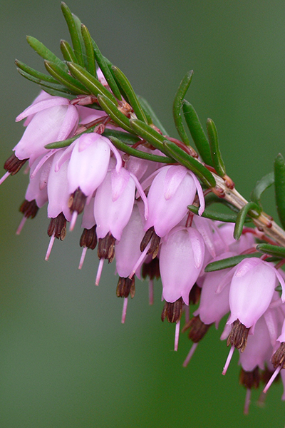 Medium Pink Heather 1G