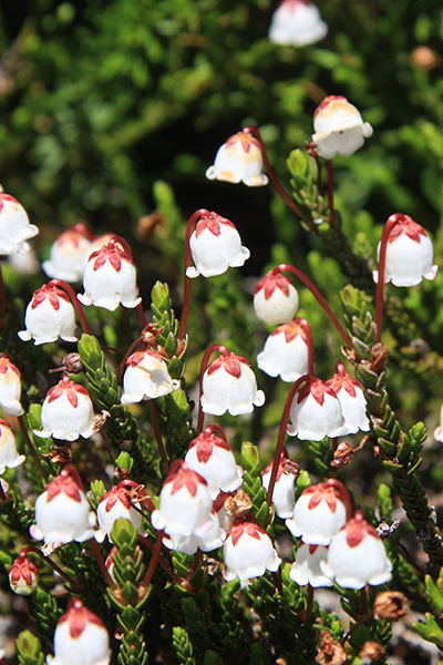 Medium White Heather 1G
