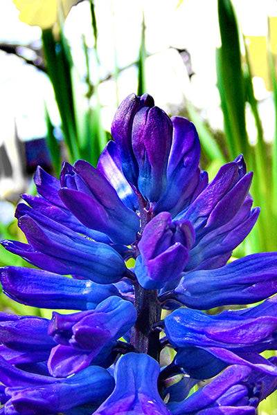 Midnight Blue Agapanthus 2G