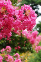 Mimie Fuchsia Crape Myrtle 5G
