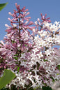 Miss Kim Lilac 5G