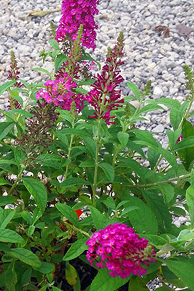 Miss Ruby Butterfly Bush 2G