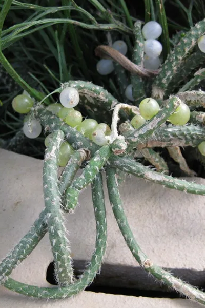 Mistletoe Cactus 4”