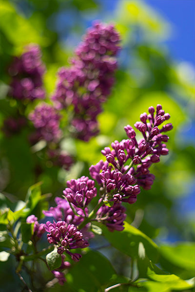 Monge Lilac 2G