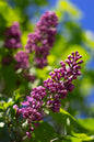 Monge Lilac 2G