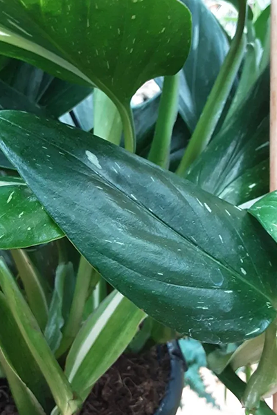 Monstera Cobra 4”