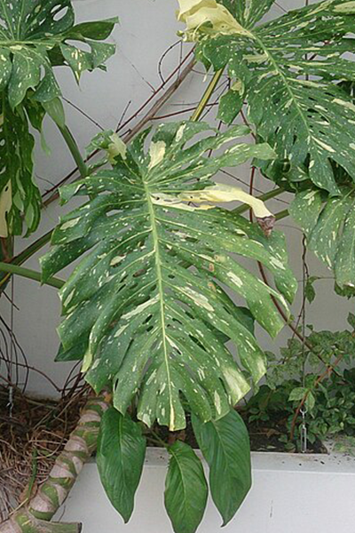 Monstera Deliciosa 14”