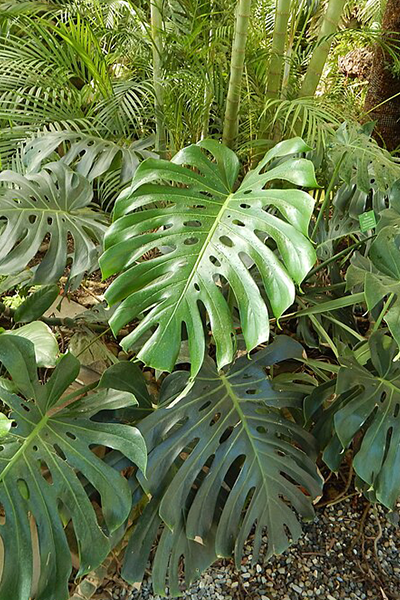 Monstera Deliciosa 2”