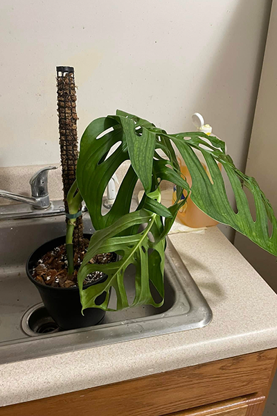 Monstera Esqueleto 6”