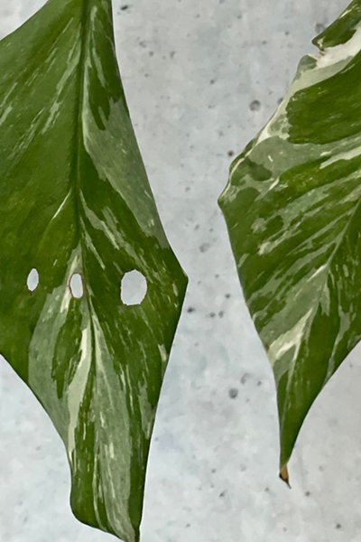 Monstera Lechleriana Variegated 6”
