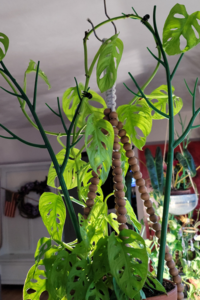 Monstera Neon Madonna 4”