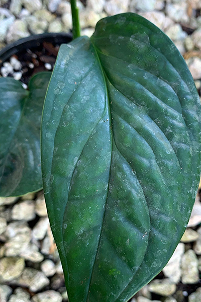 Monstera Peru 6”