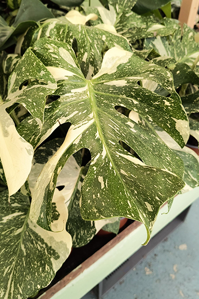 Monstera Thai Constellation 10”