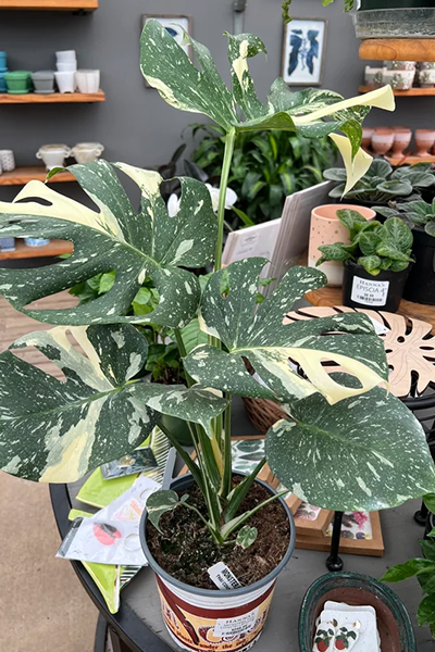 Monstera Thai Constellation 14”