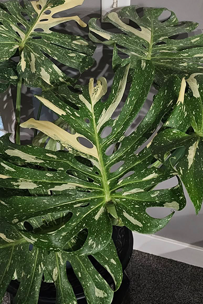 Monstera Thai Constellation 8”