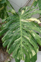 Monstera Thai Const 8”