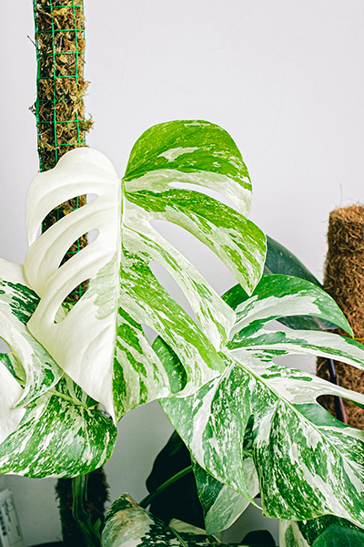 Monstera Albo Variegata on Pole 6”