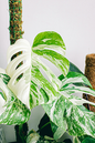 Monstera Albo Variegata on Pole 6”