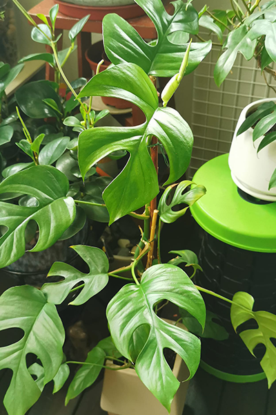 Monstera Minima 12” w/ Pole