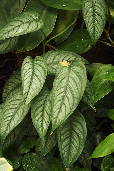 Monstera Siltepecana 4”