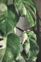 Monstera Albo Variegata 4”
