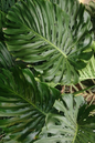 Monstera (Split-Leaf Philodendron) 14”