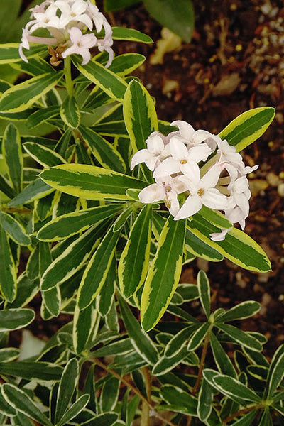 Moon Canyon Daphne 2G