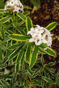 Moon Canyon Daphne 2G