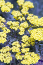 Moonshine Yarrow 1G