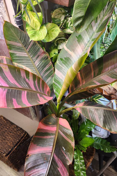 Musa Banana Nono Variegated 6”