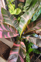 Musa Banana Nono Variegated 6”