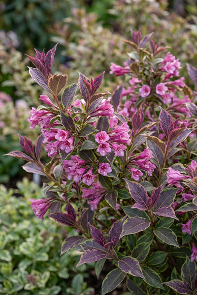 My Monet® Purple Effect Weigela 2G