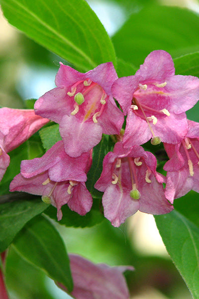 My Monet® Weigela 2G