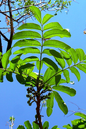 Natal Mahogany Braid 10”