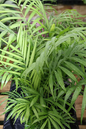 Neanthe Bella Palm 2”
