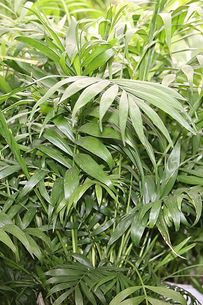 Neanthe Bella Palm 4”