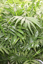 Neanthe Bella Palm 4”