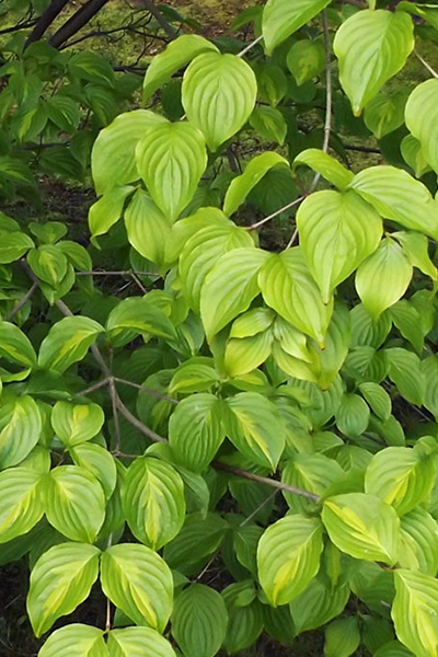 Neon Burst Dogwood 2G