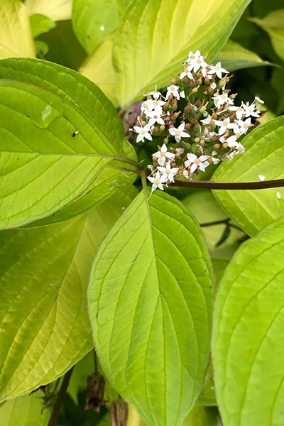 Neon Burst Dogwood 5G