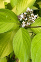 Neon Burst Dogwood 5G