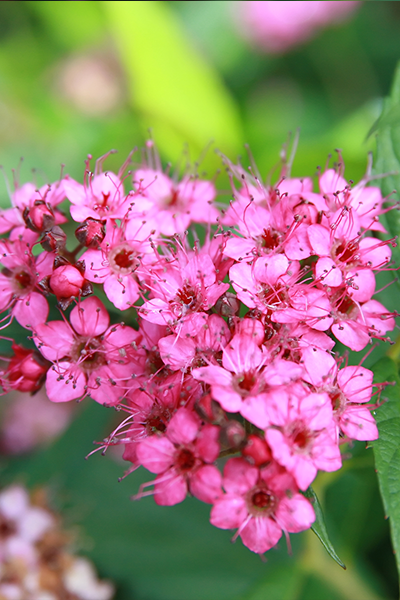 Neon Flash Spirea 2G