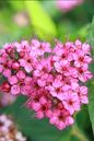 Neon Flash Spirea 2G