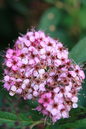 Neon Flash Spirea 5G