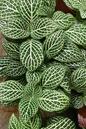 Nerve Plant 4”