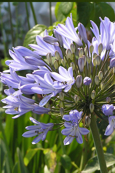 Neverland™ Agapanthus 1G