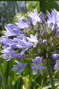 Neverland™ Agapanthus 1G