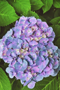 Newport Hydrangea 2G